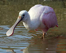 Roseate Spoonbill