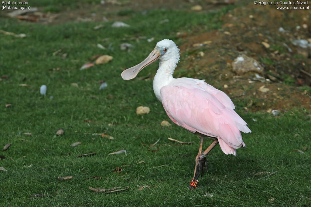 Roseate Spoonbill