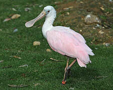 Roseate Spoonbill