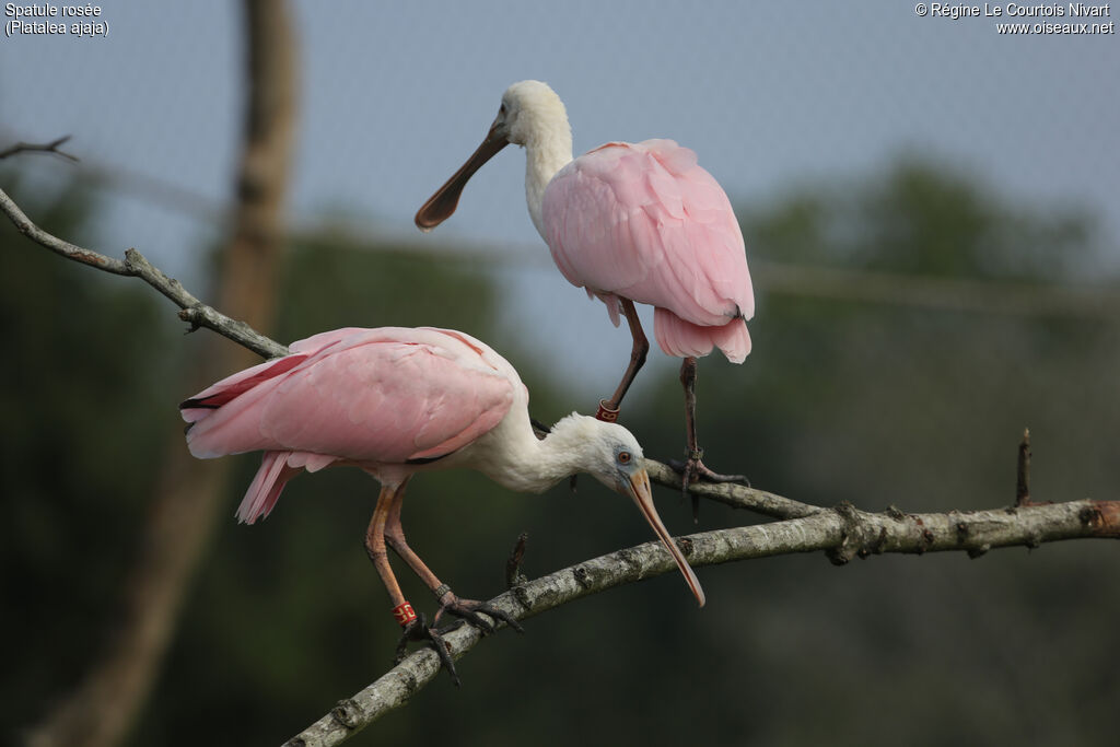 Roseate Spoonbill