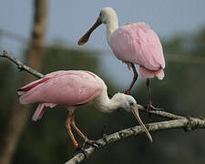 Roseate Spoonbill