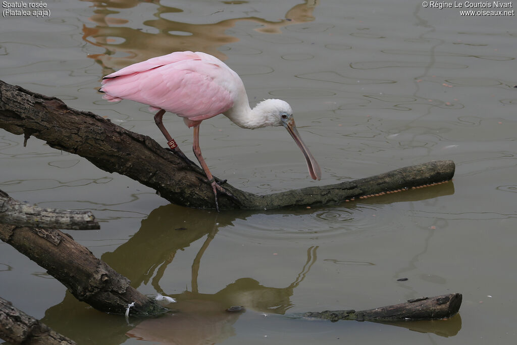 Roseate Spoonbill