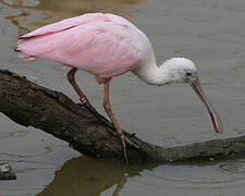 Roseate Spoonbill