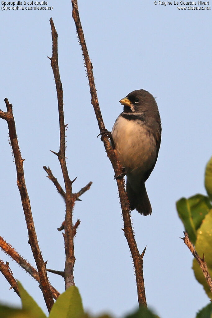 Double-collared Seedeater male