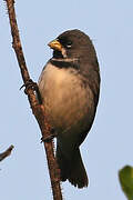 Double-collared Seedeater