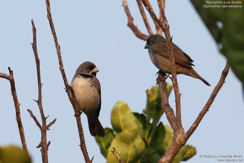 Double-collared Seedeater