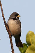 Double-collared Seedeater