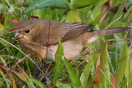 Double-collared Seedeater