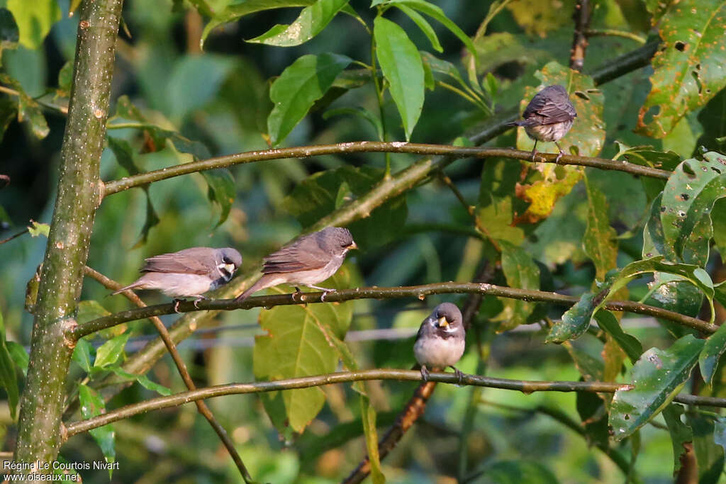 Double-collared Seedeateradult, habitat