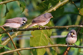 Double-collared Seedeater