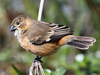 Sporophile à col fauve