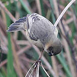Sporophile à col fauve