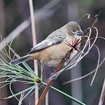 Sporophile à col fauve