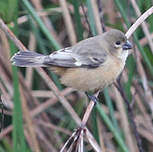 Sporophile à col fauve