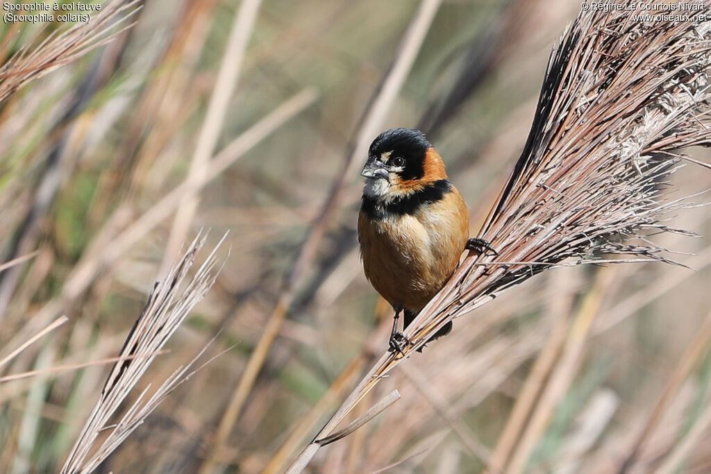 Sporophile à col fauve