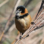 Sporophile à col fauve