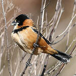 Sporophile à col fauve