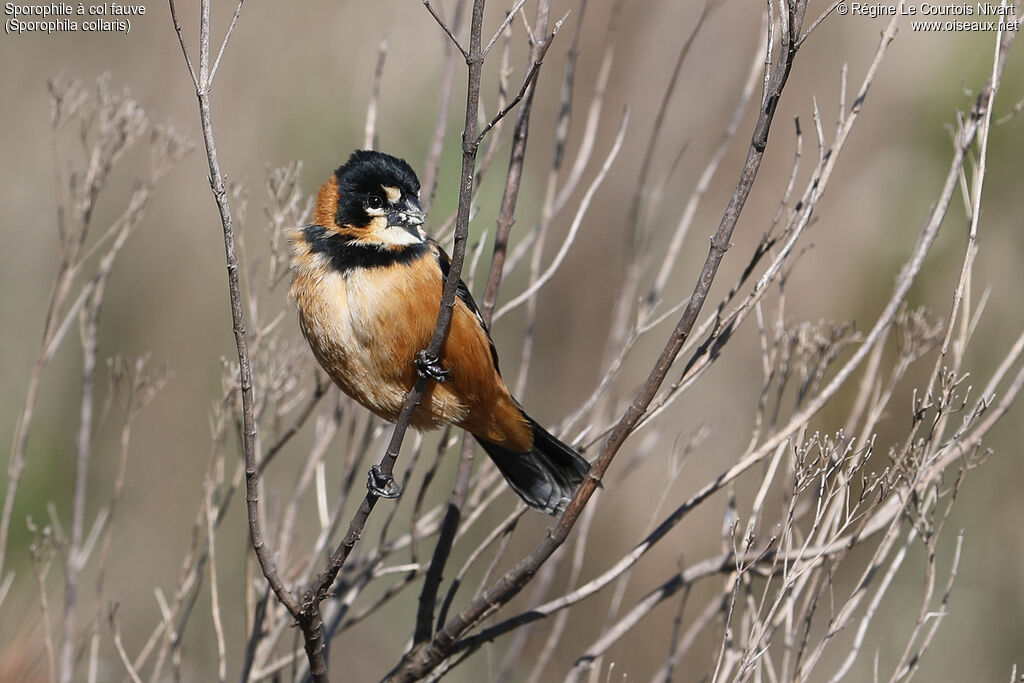 Sporophile à col fauve