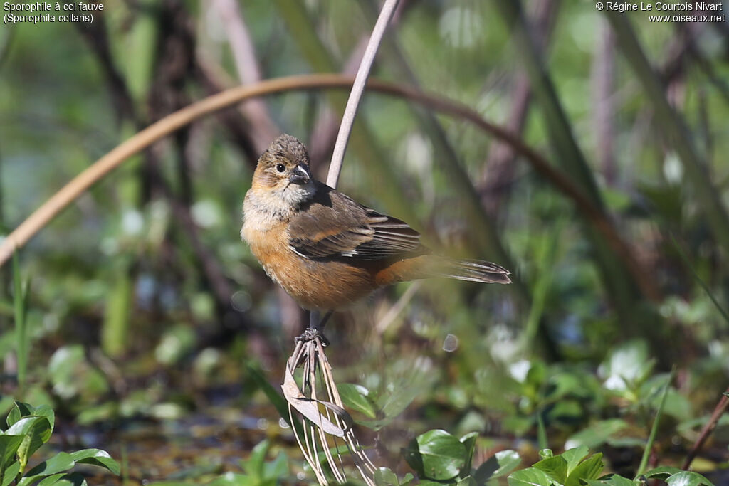 Sporophile à col fauve