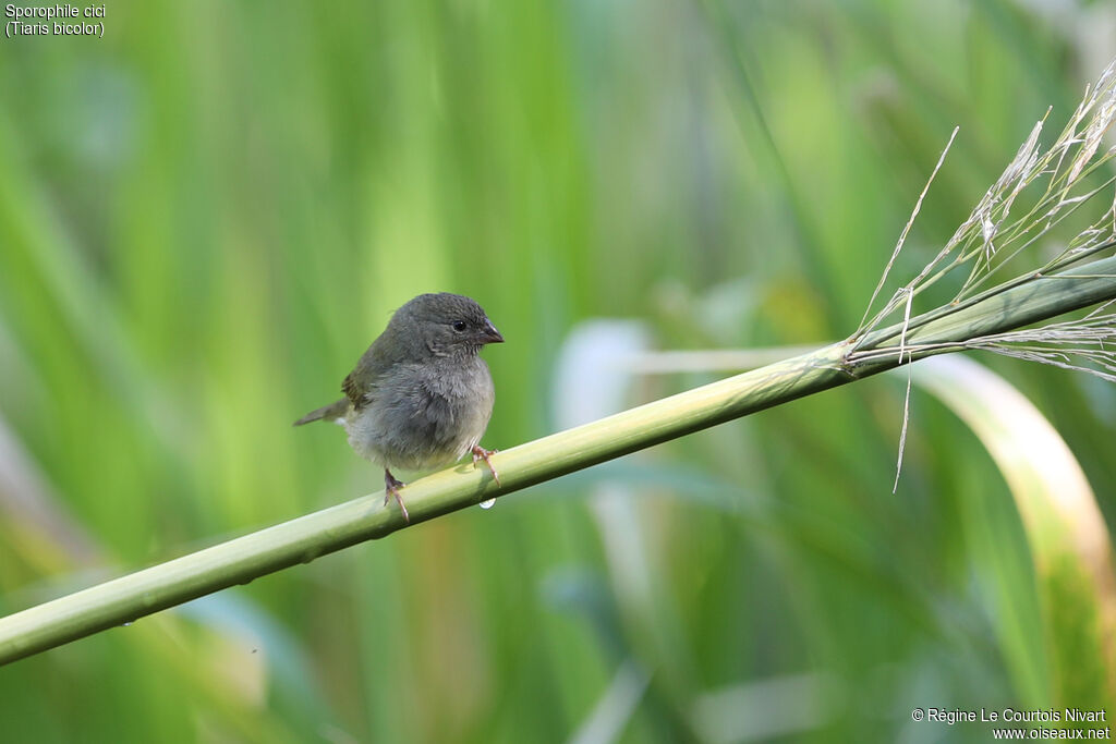 Black-faced Grassquit