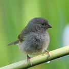 Sporophile cici
