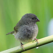 Black-faced Grassquit