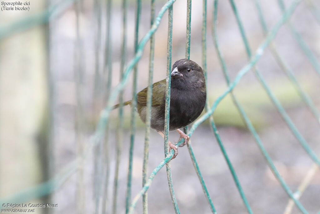 Black-faced Grassquit