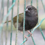 Black-faced Grassquit