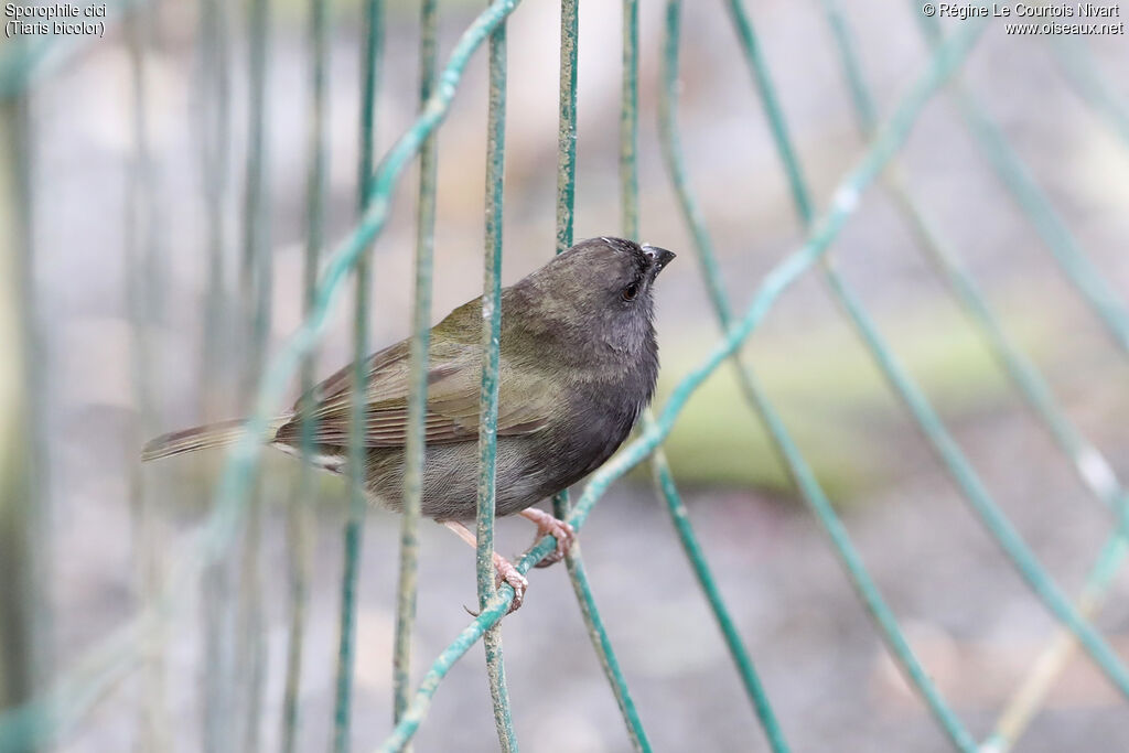 Black-faced Grassquit