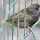 Sporophile cici