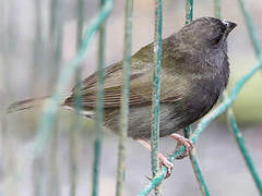 Black-faced Grassquit