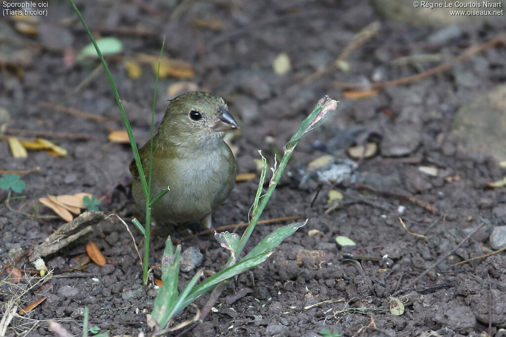 Black-faced Grassquit