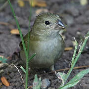 Black-faced Grassquit