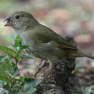 Sporophile cici