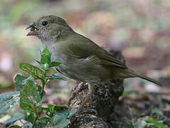 Black-faced Grassquit