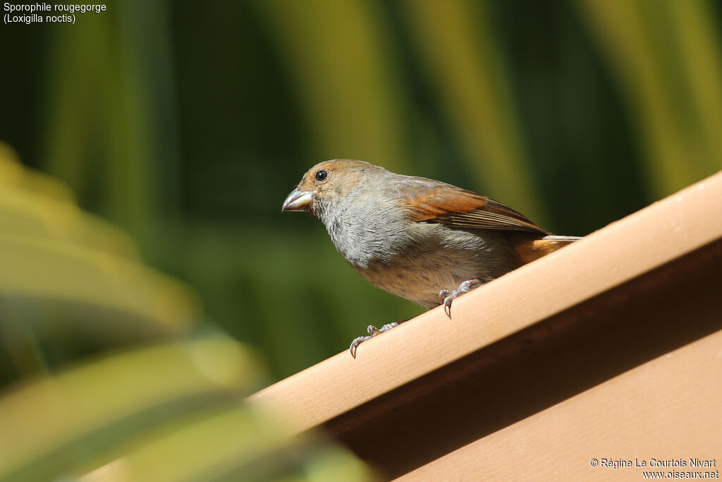 Sporophile rougegorge