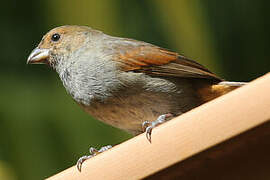 Lesser Antillean Bullfinch