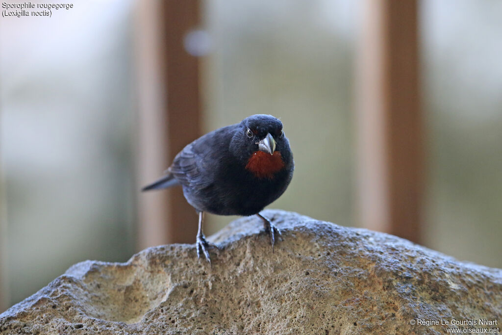 Sporophile rougegorge