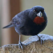 Lesser Antillean Bullfinch