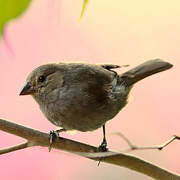 Lesser Antillean Bullfinch