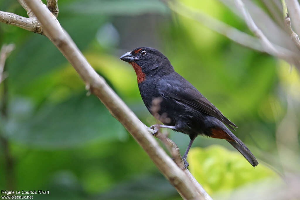 Lesser Antillean Bullfinch male adult, identification