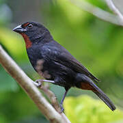 Lesser Antillean Bullfinch