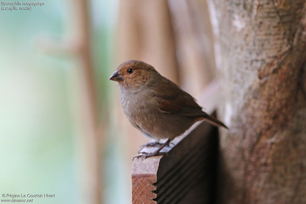 Sporophile rougegorge