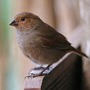 Lesser Antillean Bullfinch