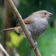 Sporophile rougegorge