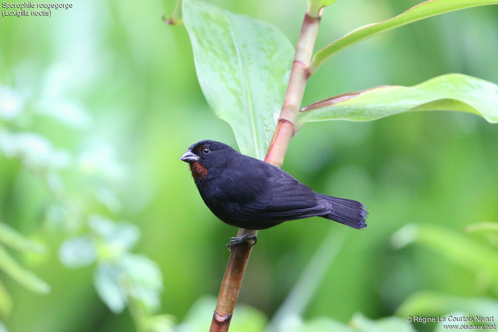 Sporophile rougegorge