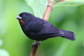 Lesser Antillean Bullfinch