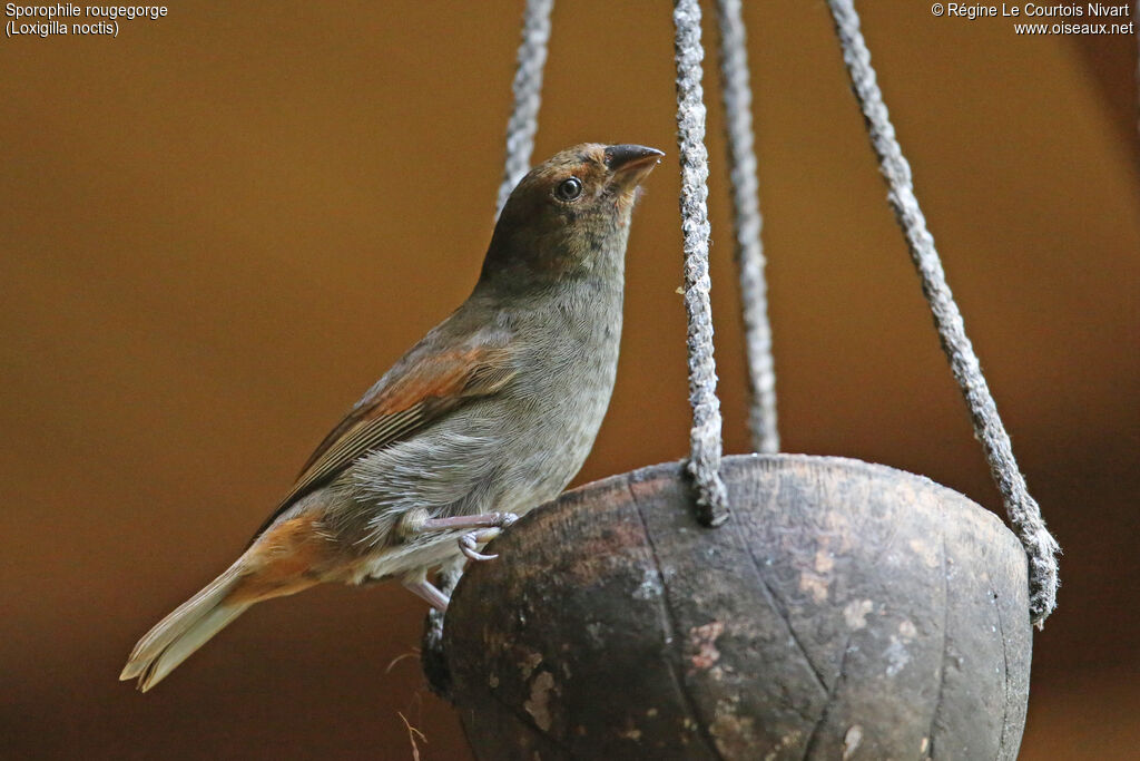 Lesser Antillean Bullfinch