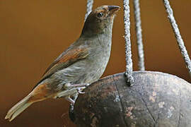 Lesser Antillean Bullfinch