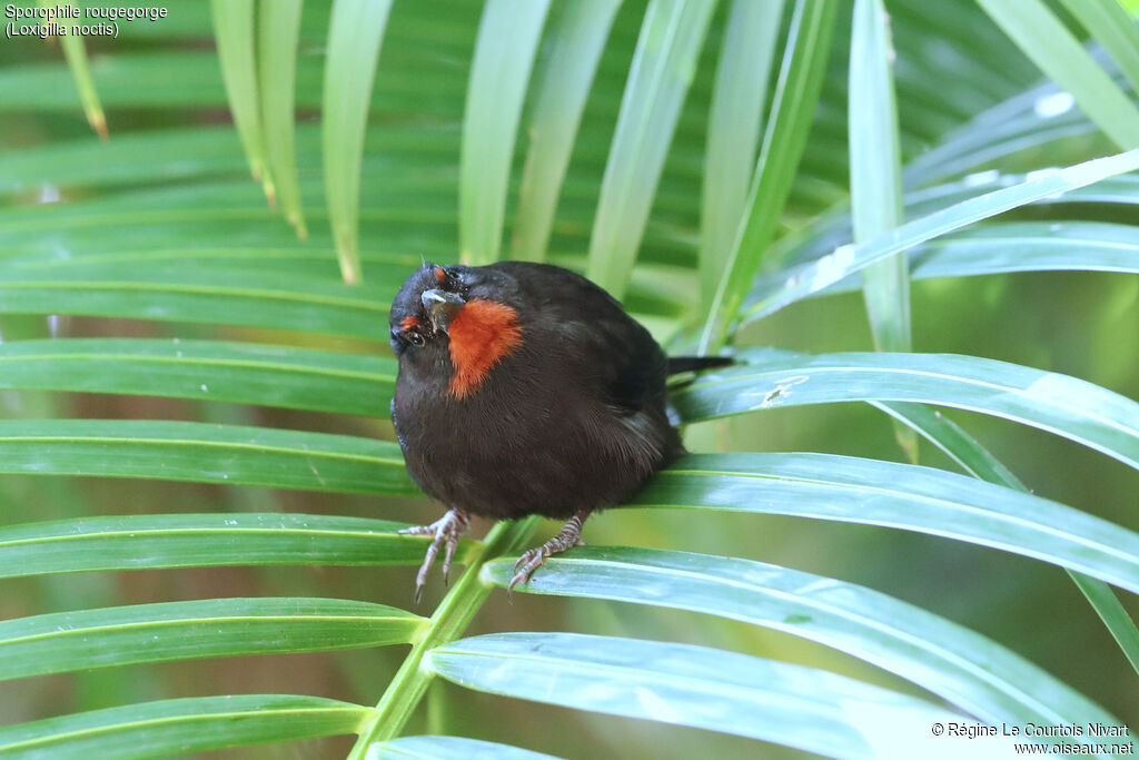 Sporophile rougegorge